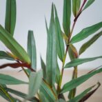 alpinia-luteocarpa-red-bambo-ginger-zingiber-officinale