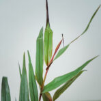 alpinia-luteocarpa-red-bambo-ginger-zingiber-officinale
