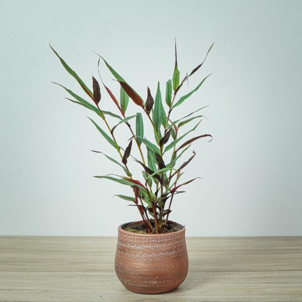 alpinia-luteocarpa-red-bambo-ginger-zingiber-officinale alpinia-luteocarpa-red-bambo-ginger-zingiber-officinale