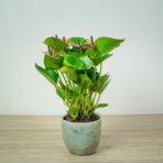 anthurium-baby-purple