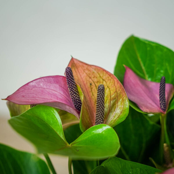 anthurium-baby-purple (2) anthurium-baby-purple