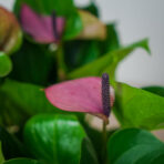 anthurium-baby-purple