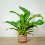anthurium-ellipticum-jungle-bush