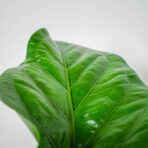 anthurium-ellipticum-jungle-bush