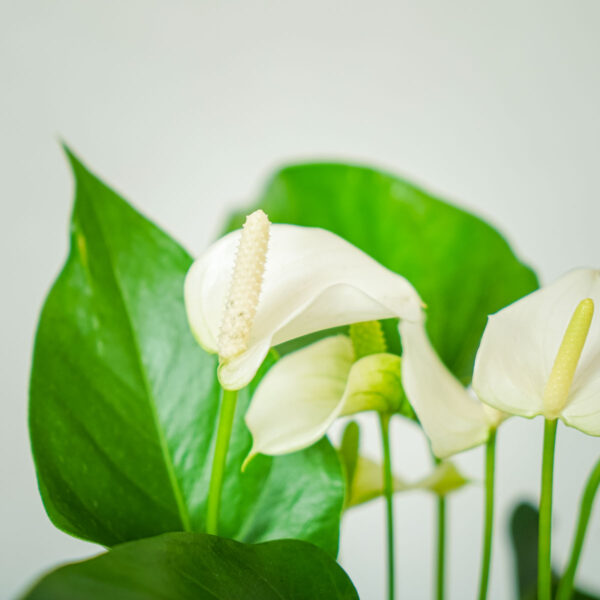 anthurium-white (3) anthurium-white