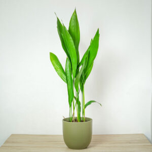 aspidistra-wyniosla-aspidistra-elatior