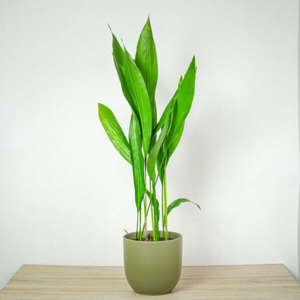 aspidistra-wyniosla-aspidistra-elatior aspidistra-wyniosla-aspidistra-elatior