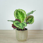 calathea-marion