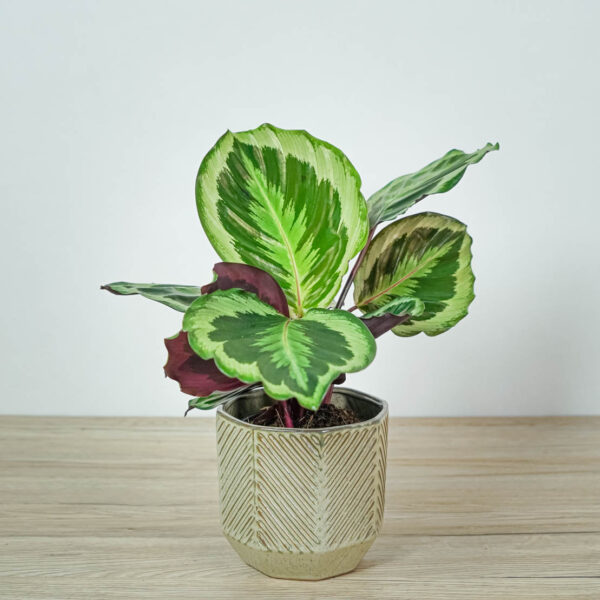 calathea-marion calathea-marion