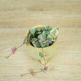 ceropegia-woodii-variegata-baby