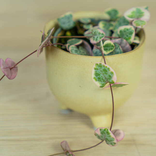 ceropegia-woodii-variegata-baby (3) ceropegia-woodii-variegata-baby