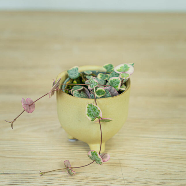 ceropegia-woodii-variegata-baby ceropegia-woodii-variegata-baby