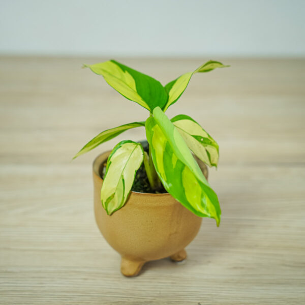 ctenanthe-golden-mosaic-baby