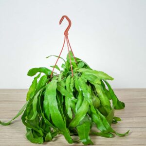 epiphyllum-pumilum