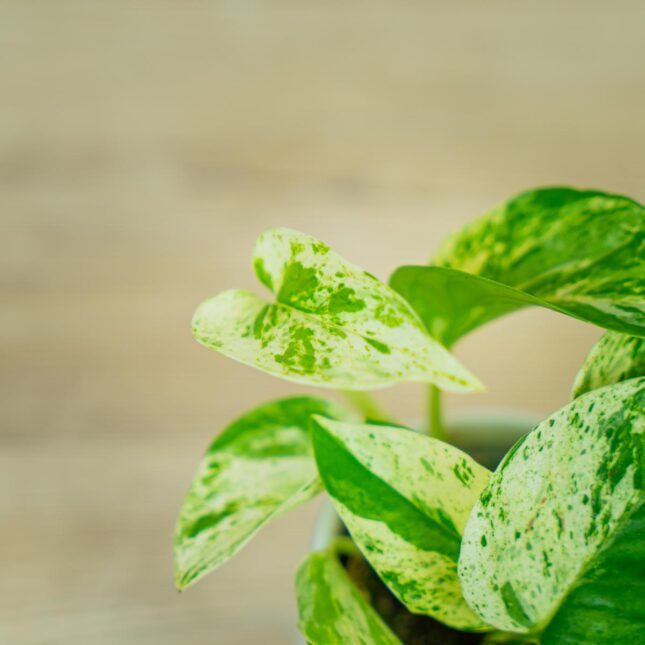 epipremnum-marble-queen-baby (2) epipremnum-marble-queen-baby