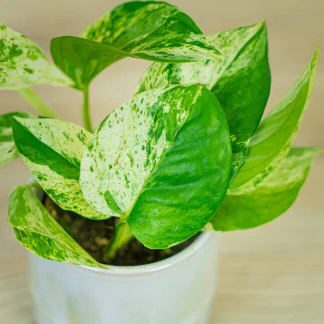 epipremnum-marble-queen-baby (3) epipremnum-marble-queen-baby