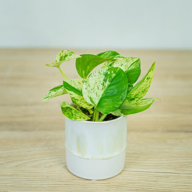 epipremnum-marble-queen-baby epipremnum-marble-queen-baby
