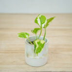 epipremnum-njoy-baby
