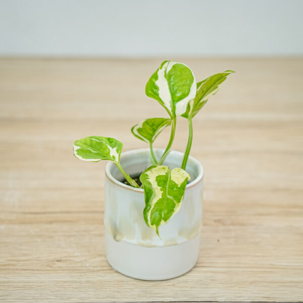 epipremnum-njoy-baby