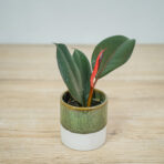 fikus-elastica-abidjan-baby-ficus