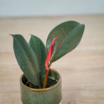 fikus-elastica-abidjan-baby-ficus