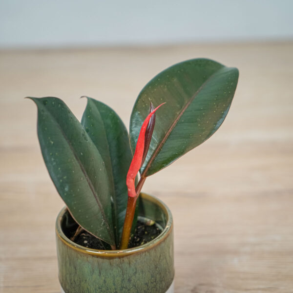 fikus-elastica-abidjan-baby-ficus (2) fikus-elastica-abidjan-baby-ficus