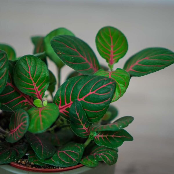 fittonia-fortissimo-bubble-red (3) fittonia-fortissimo-bubble-red