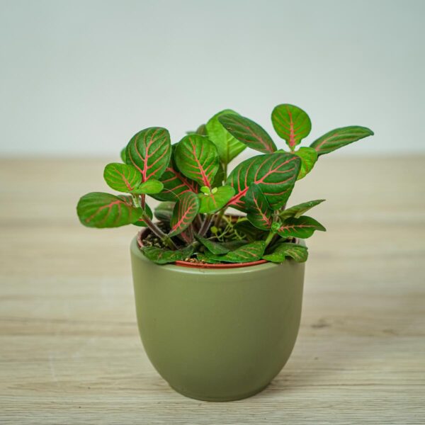 fittonia-fortissimo-bubble-red fittonia-fortissimo-bubble-red