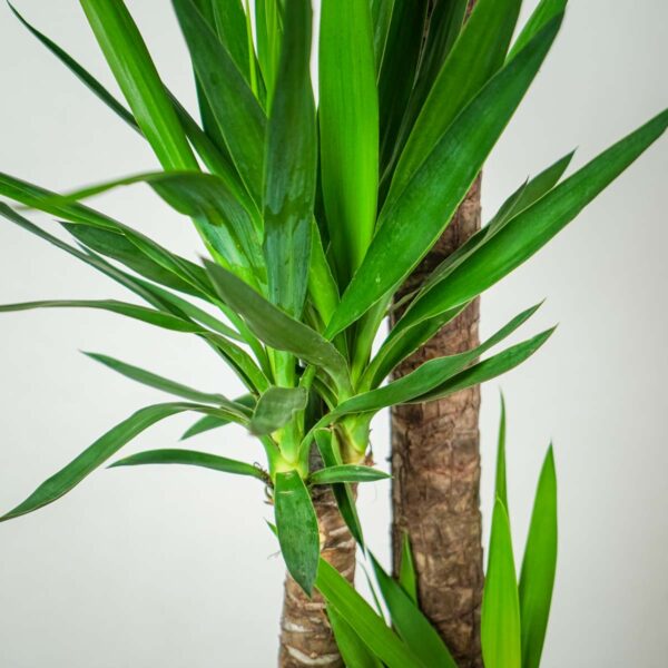 juka-yucca (2) juka-yucca