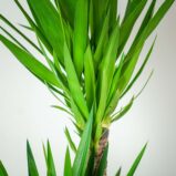 juka-yucca
