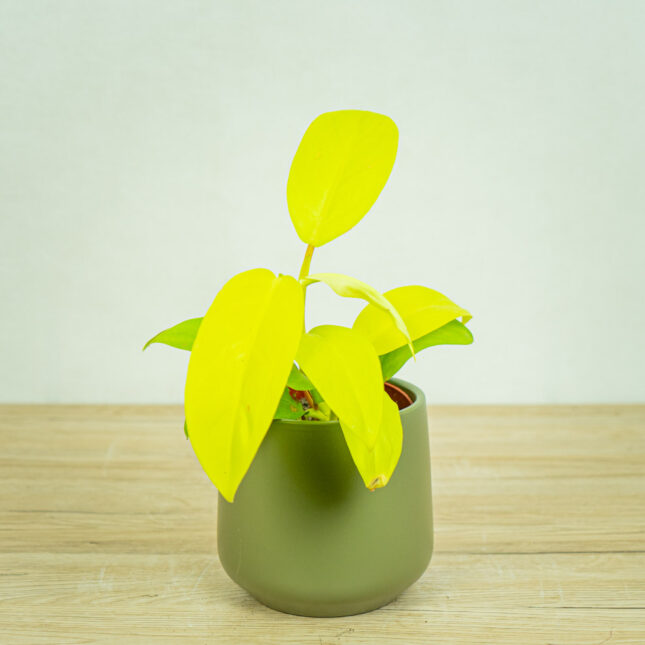 Mała Szklarnia philodendron-lemon-lime-malay-gold