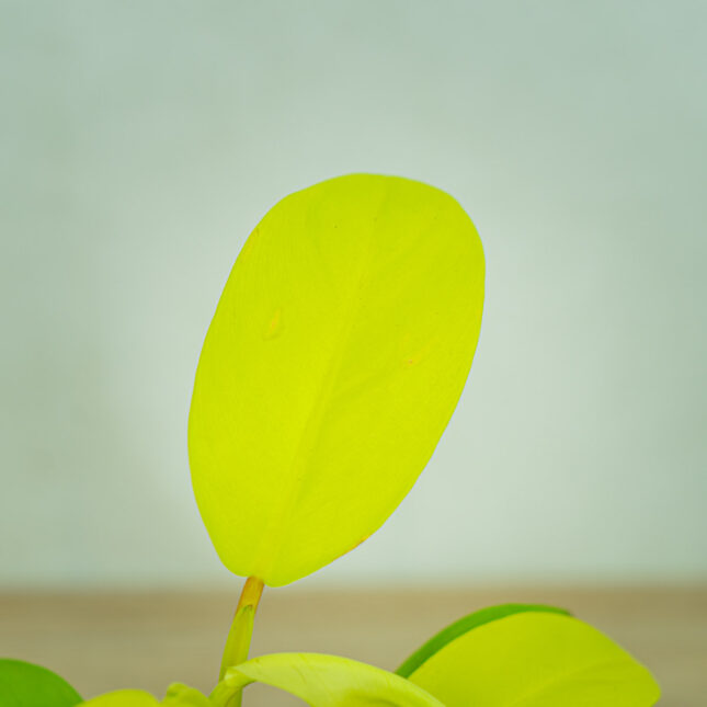 Mała Szklarnia philodendron-lemon-lime-malay-gold