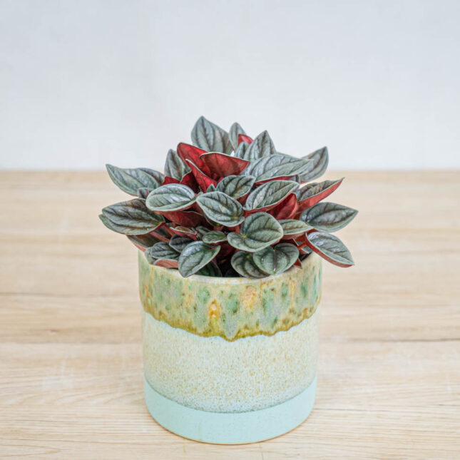 Mała Szklarnia peperomia-santorini