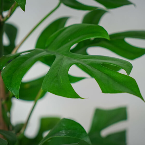 monstera-minima-na-podporze-rhaphidophora-tetrasperma (2) monstera-minima-na-podporze-rhaphidophora-tetrasperma