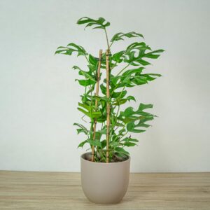 monstera-minima-na-podporze-rhaphidophora-tetrasperma