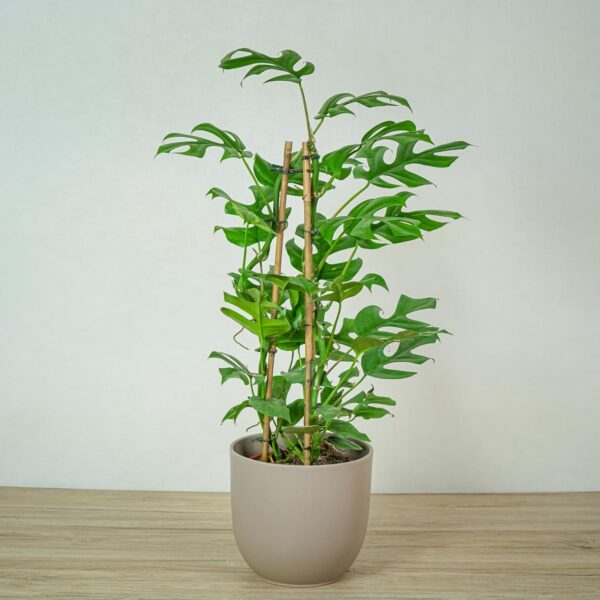 monstera-minima-na-podporze-rhaphidophora-tetrasperma monstera-minima-na-podporze-rhaphidophora-tetrasperma