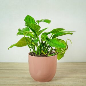 monstera-pinnatipartita