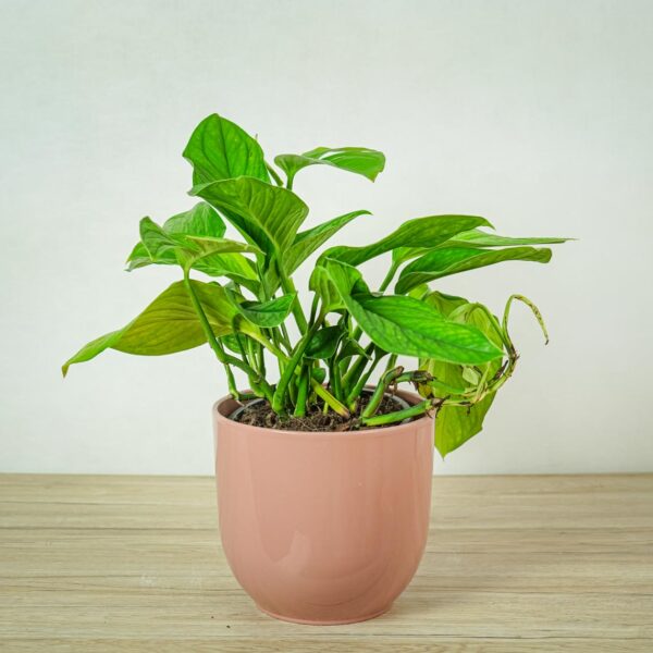 monstera-pinnatipartita monstera-pinnatipartita