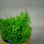 paproc-cotton-candy-nephrolepis-exaltata-smithii