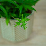 paproc-doryopteris-pedata