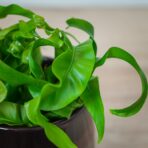 paproc-zanokcica-asplenium-antiquum-hurricane
