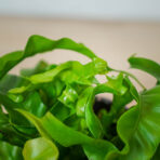 paproc-zanokcica-asplenium-antiquum-hurricane