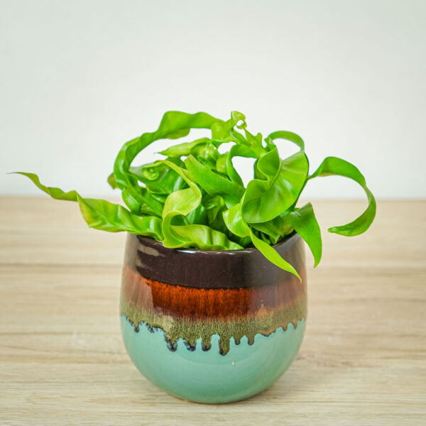 paproc-zanokcica-asplenium-antiquum-hurricane paproc-zanokcica-asplenium-antiquum-hurricane