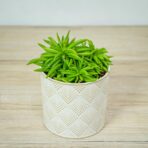 peperomia-happy-bean-fereirae