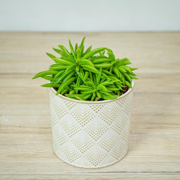 peperomia-happy-bean-fereirae peperomia-happy-bean-fereirae