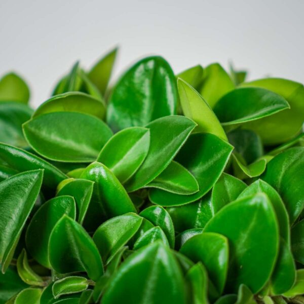peperomia-pixie (2) peperomia-pixie