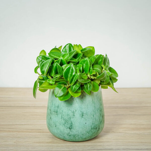 peperomia-pixie peperomia-pixie
