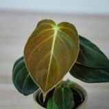 philodendron-melanochrysum