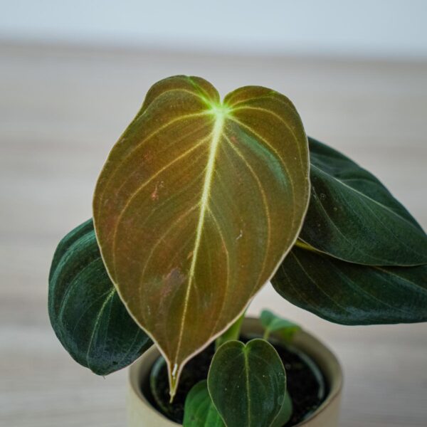 philodendron-melanochrysum (2) philodendron-melanochrysum