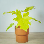 philodendron-warscewiczii-aurea-flavum